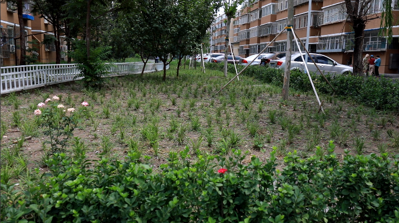 北菜园改造最新进展，变化中的生机与成就感的源泉